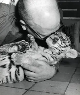 Chipperfields Circus - Tiger - Kumar