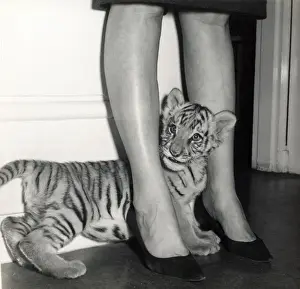 Chipperfields Circus - Tiger - Kumar
