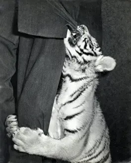 Chipperfields Circus - Tiger - Kumar