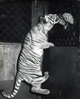 Chipperfields Circus - Tiger - Kumar