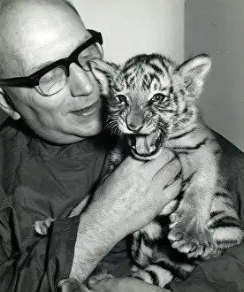 Chipperfields Circus - Tiger - Kumar