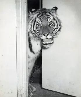Chipperfields Circus - Tiger - Kumar