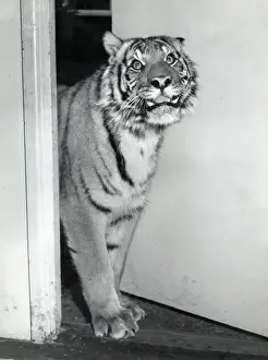 Chipperfields Circus - Tiger - Kumar