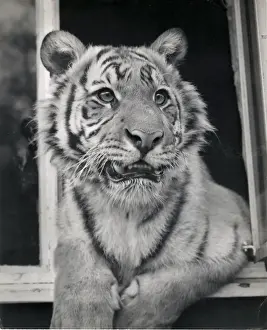 Chipperfields Circus - Tiger - Kumar
