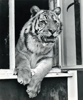 Chipperfields Circus - Tiger - Kumar