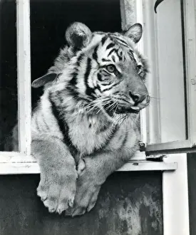 Chipperfields Circus - Tiger - Kumar
