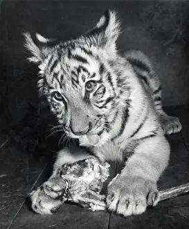 Chipperfields Circus - Tiger - Kumar