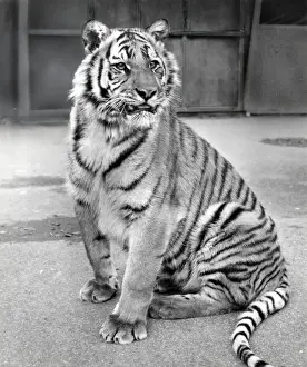 Chipperfields Circus - Tiger - Kumar