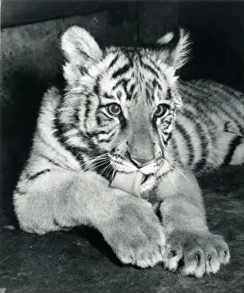 Chipperfields Circus - Tiger - Kumar