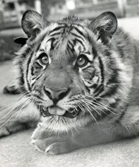 Chipperfields Circus - Tiger - Kumar
