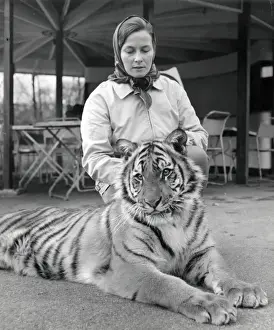 Chipperfields Circus - Tiger - Kumar
