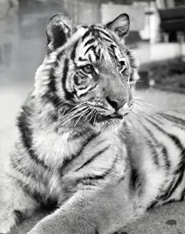 Chipperfields Circus - Tiger - Kumar