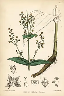 Herbal Prints: Chiretta or chirayta, Ophelia chirata