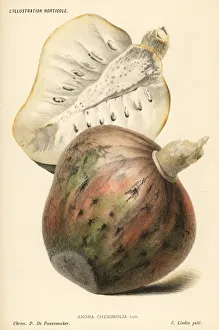 Annona Gallery: Chirimuya fruit, Annona cherimola
