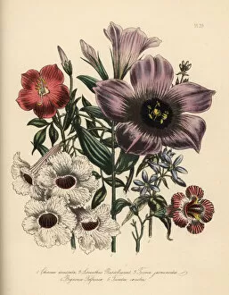 Jane Gallery: Chironia, lisanthus, tecoma and bignonia species