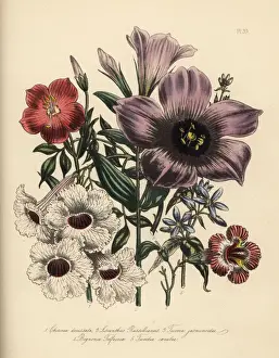 Humphreys Prints: Chironia, lisanthus, tecoma and bignonia species