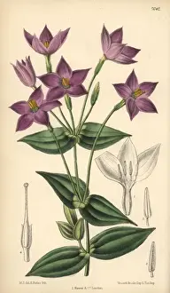 Chironia peduncularis, purple flower native to South Africa