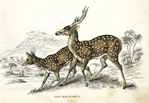 Axis Prints: Chital or cheetal, Axis axis