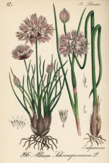 Allium Gallery: Chives, Allium schoenoprasum