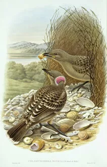 Passerine Collection: Chlamydera nuchalis, great bowerbird