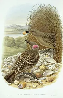 Build Prints: Chlamydera nuchalis, great bowerbird