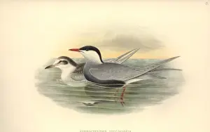 Charadriiformes Prints: Chlidonias hybrida, whiskered tern