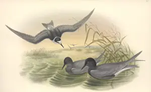 Chlidonias niger, black tern
