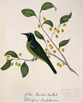 Margaret Bushby La Cockburn Collection: Chloropsis aurifrons, golden-fronted leafbird