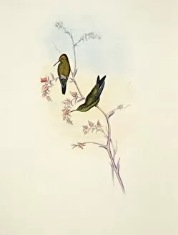 Apodiformes Gallery: Chlorostilbon angustipennis, Columbian emerald