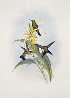 Apodiformes Gallery: Chlorostilbon canivetii, Canivets emerald