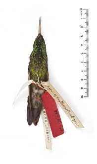 Apodiformes Gallery: Chlorostilbon elegans, Goulds Emerald