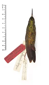 Chlorostilbon elegans, Goulds Emerald