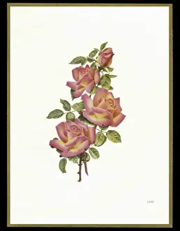 Buds Prints: Chocolate box design, four pink roses