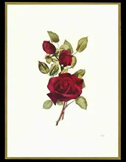 Buds Prints: Chocolate box design, three red roses