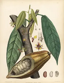 Chocolate Prints: Chocolate or cocoa tree, Theobroma cacao