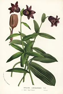 Chocolate lily, Fritillaria biflora