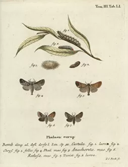 Bock Collection: Chocolate-tip moths