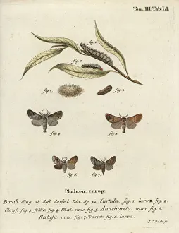 Esper Collection: Chocolate-tip moths