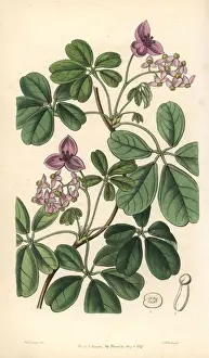 Chocolate vine, Akebia quinata