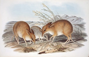 Elizabeth Gould Gallery: Choeropus castanotis, chestnut-eared choeropus