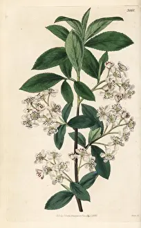 Pyrus Prints: Chokeberry, Aronia arbutifolia