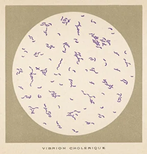 Cholera Vibrio