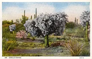 Cacti Prints: Cholla Cactus - Arizona, USA