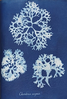 Algal Gallery: Chondrus crispus