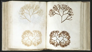Seaweed & other Flora
