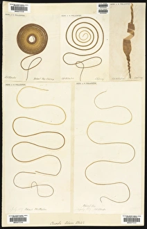 Algal Gallery: Chorda filum, seaweed