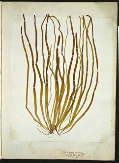 Algal Gallery: Chorda lomentaria, seaweed