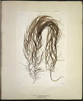 Wyatt Prints: Chordaria flagellifornis, seaweed