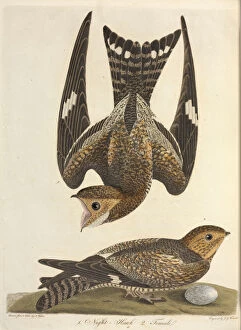 North America Gallery: Chordeiles minor, Common nighthawk