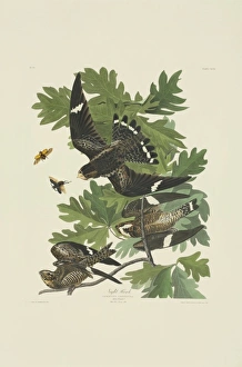 Chordeiles minor, common nighthawk Chordeiles minor, common nighthawk